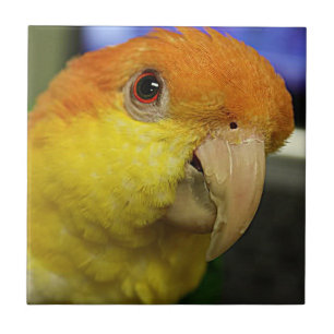 Charming White Bellded Caique Parrot Kakelplatta