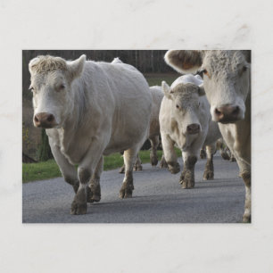 Charolais-boskap på väg vykort