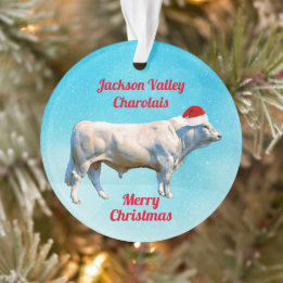 Charolais Bull i Santa Hat