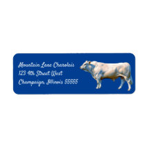 Charolais Bull