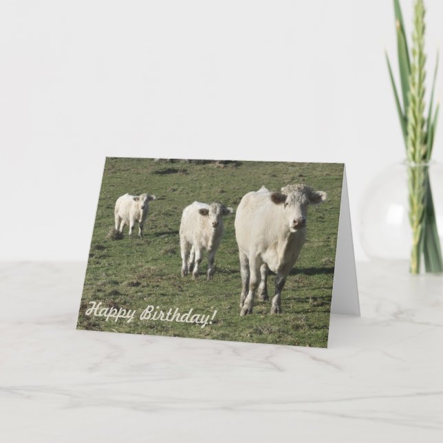 Charolais-födelsedagskort för ko och kalvar kort (Framsida)