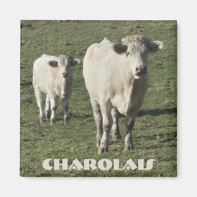 Charolais ko och calf magnet (Framsidan)