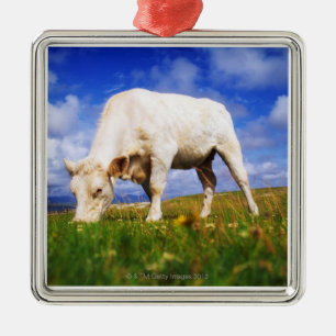 Charolais skrämmer att beta, den Mannin fjärden, Julgransprydnad Metall