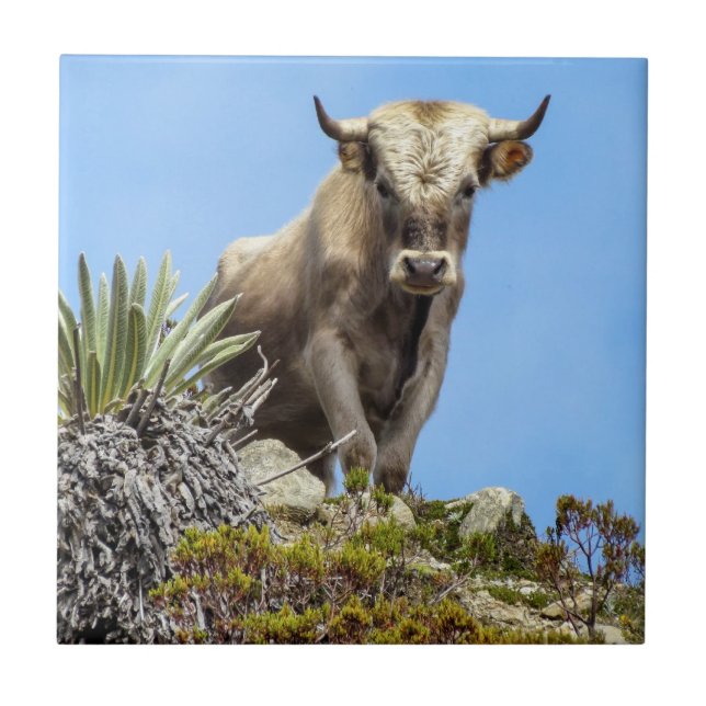 Charolais-tjur Kakelplatta (Framsidan)