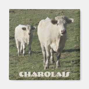 Charolaisko och kalvmagnet magnet
