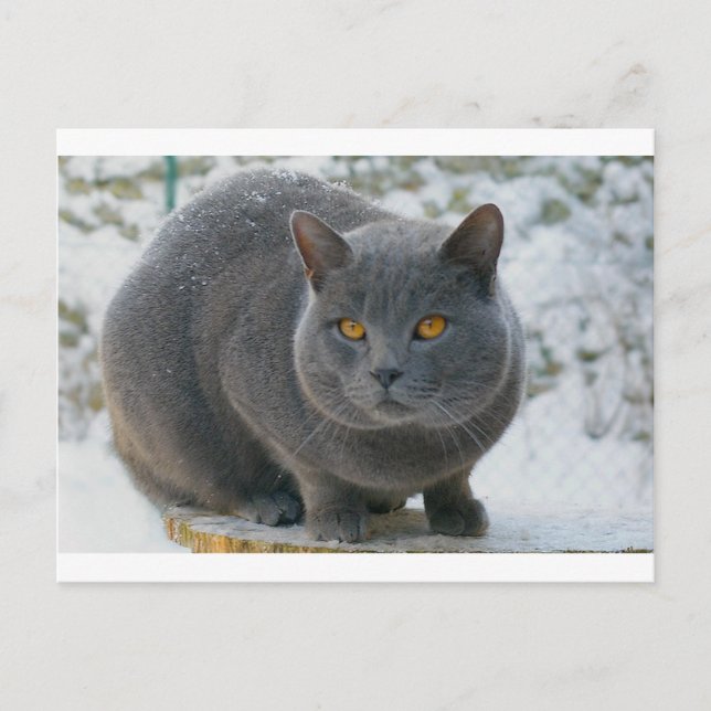 Chartreu i snö vykort (Framsida)