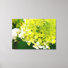 Chartreuse Grön, Limelight Hydrangea, Canvastryck