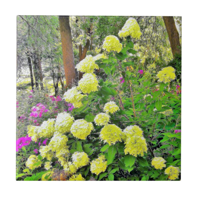 Chartreuse Grönt Limelight Hydrangea Garden Kakelplatta (Framsidan)