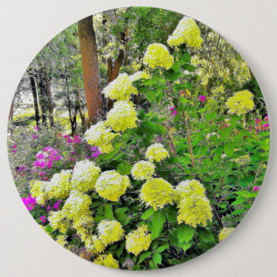 Chartreuse Grönt Limelight Hydrangea Garden Knapp