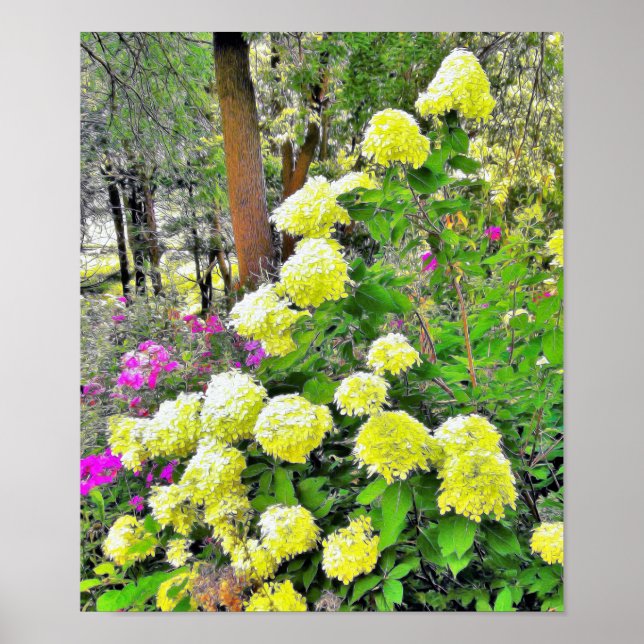 Chartreuse Grönt Limelight Hydrangea Garden Poster (Framsidan)