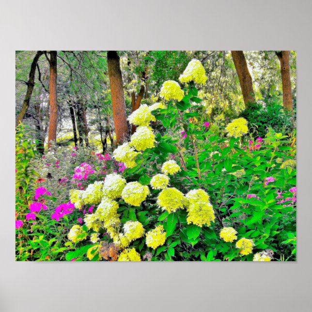 Chartreuse Grönt Limelight Hydrangea Garden Poster (Framsidan)