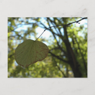 Chartreuse lugn vykort