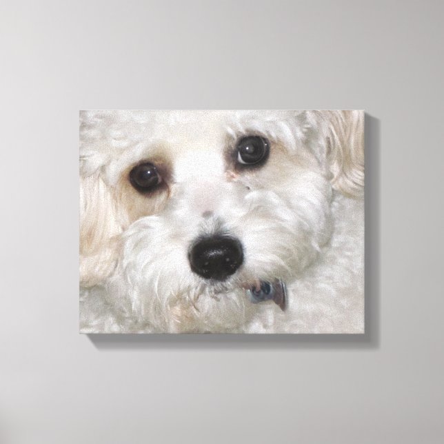 Chase Cavachon Canvas Wrapped Print (Framsida)