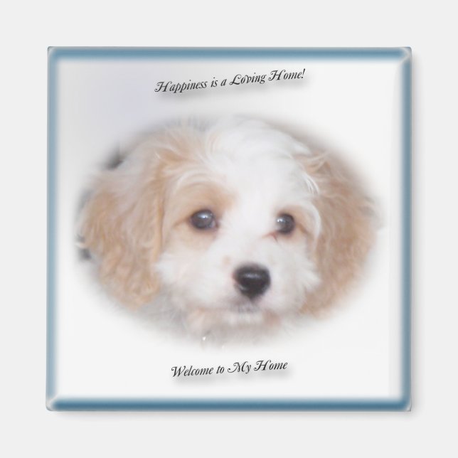 Chase Cavachon Magnet (Framsidan)