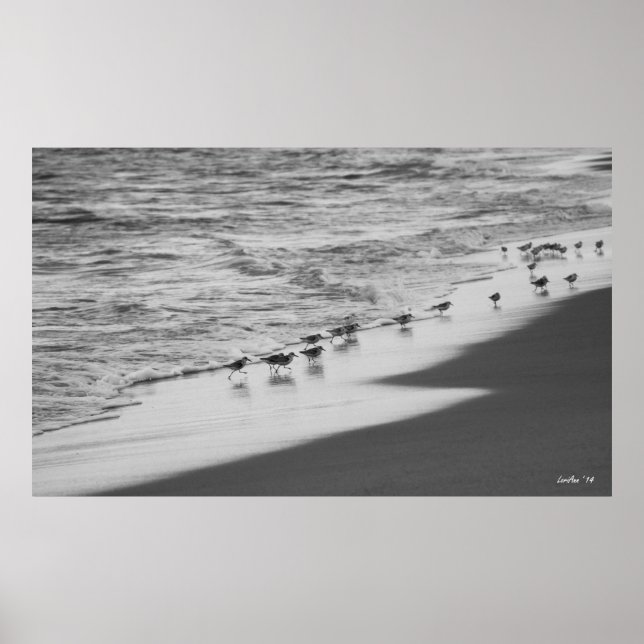 Chasing Sandpipers Poster (Framsidan)