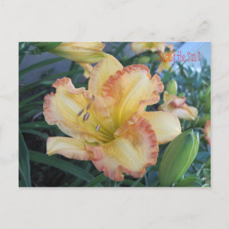 Chasing Sol II, Chasing Sol II Vykort