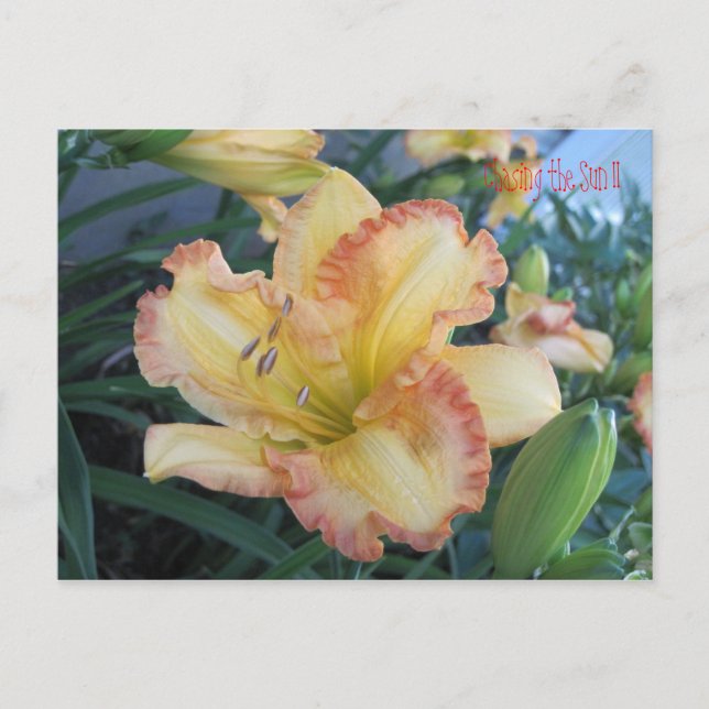 Chasing Sol II, Chasing Sol II Vykort (Framsida)