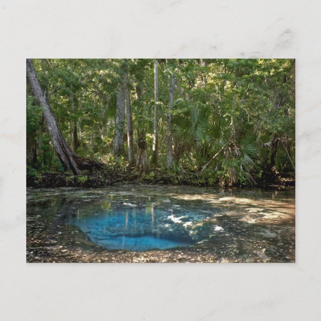 Chassahowitzka Vår, Florida. Vykort (Framsida)