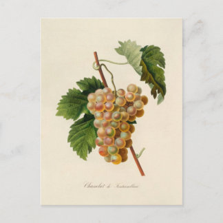 Chasselat de Fontainebleau Postcard Vykort