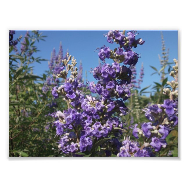 Chaste Träd Lila blommor Fototryck (Framsidan)