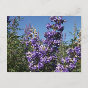 Chaste Träd Lila blommor Vykort