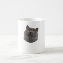 chat grise 
