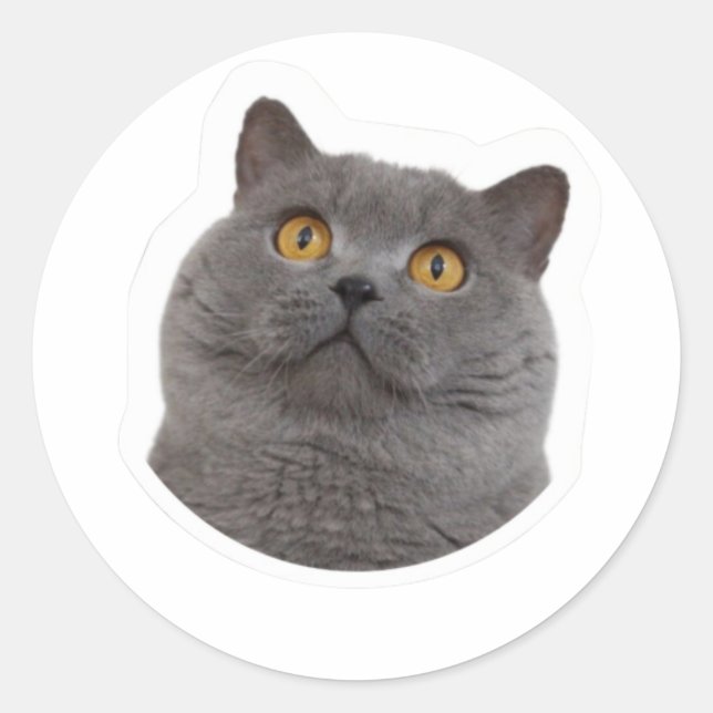 chat grise  runt klistermärke (Framsida)