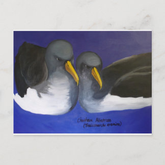 Chatham Albatross (Thalassarche eremita) Vykort