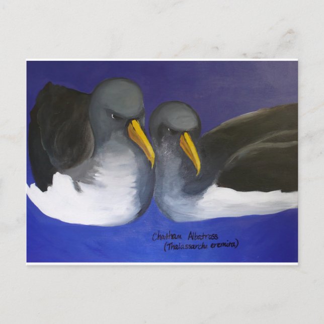 Chatham Albatross (Thalassarche eremita) Vykort (Framsida)