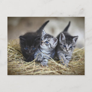 Chatons Vykort