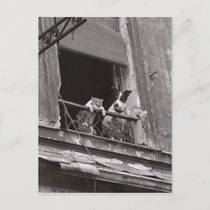 Chatta et chien - Robert Doisneau Vykort