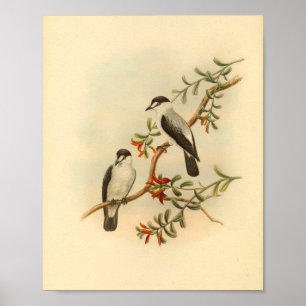 Chatta som utskrift av Flycatcher White Bird Vinta Poster