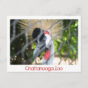 Chattanooga Zoo Vykort