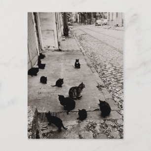 Chattorna Bercy - Paris - 1974- Robert Doisneau Vykort