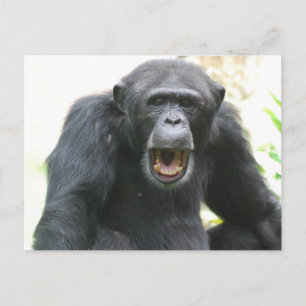 Chatty Chimp-vykort Vykort