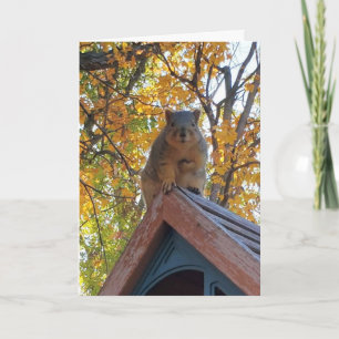 Checka bara in på dig Foto på Cute Squirrel Kort