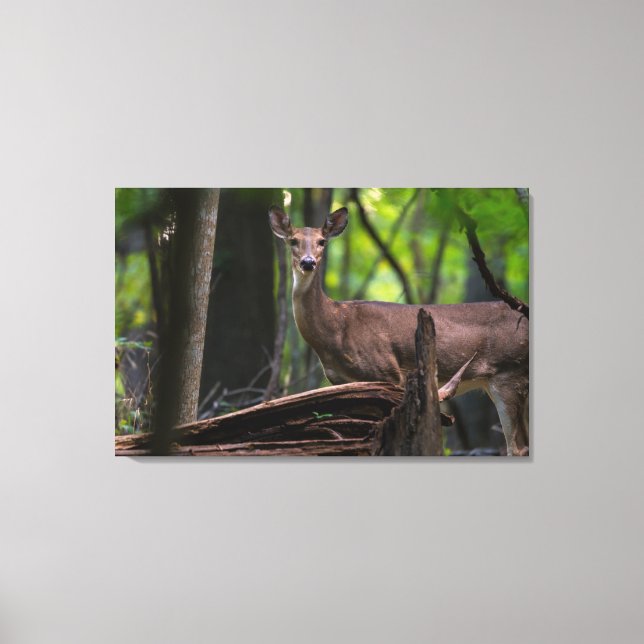 Checka ut dig canvastryck (Framsida)