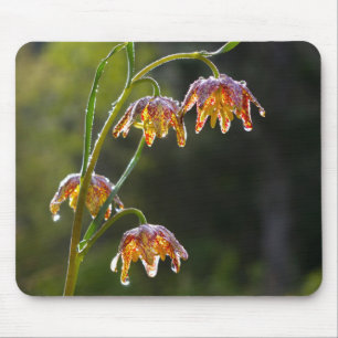 Checker Lily Dew tappar blommor © Sandy Long Musmatta