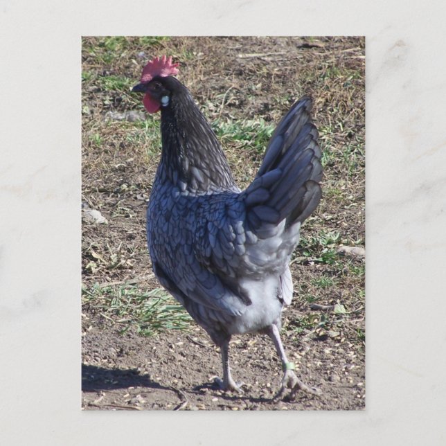 Cheeky Blue Andalusian Hen Vykort (Framsida)