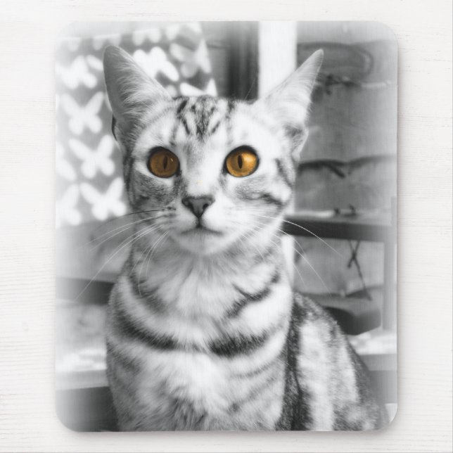 Cheeky Cat Musmatta (Framsidan)