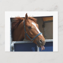 Cheeky Chestnut-häst Vykort