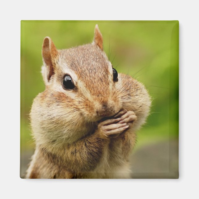 Cheeky Chipmunk Magnet (Framsidan)