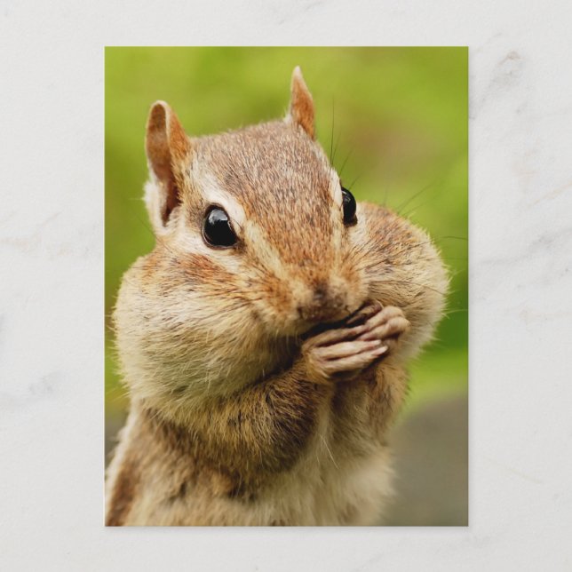Cheeky Chipmunk Postcard Vykort (Framsida)