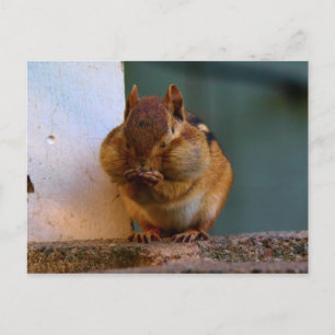 Cheeky Chipmunk Vykort