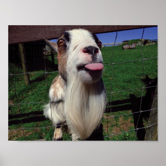 Cheeky Goat Poster (Framsidan)