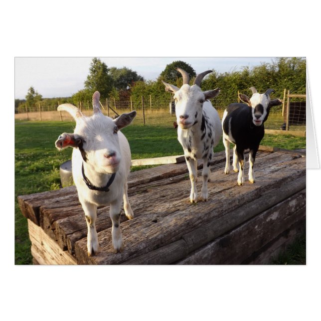 Cheeky Goats Card Hälsningskort (Framsidan Horizontal)