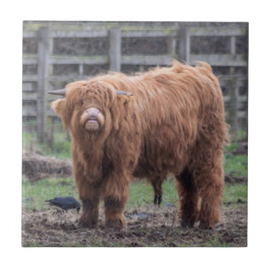 Cheeky Highland baby ko Jigszle Puzzle Foto Skriv  Kakelplatta
