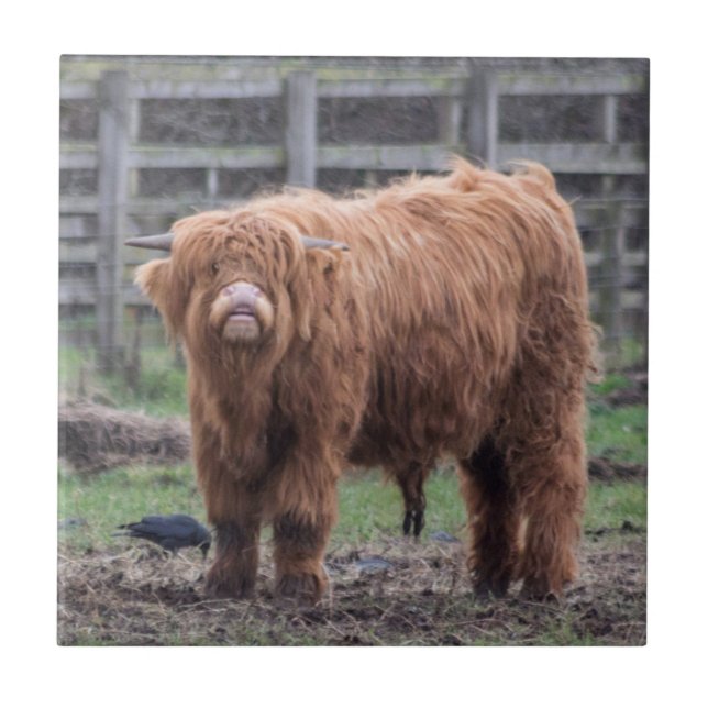 Cheeky Highland baby ko Jigszle Puzzle Foto Skriv  Kakelplatta (Framsidan)