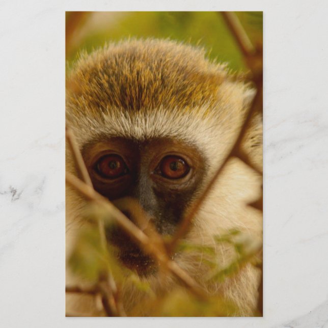 Cheeky Monkey. Brevpapper (Framsida)