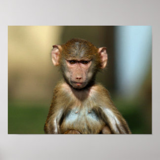Cheeky Monkey - Cute Baby Baboon Poster/Skriv ut Poster